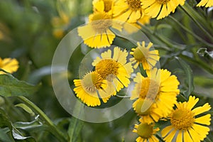 Common sneezeweed, Helenium autumnale