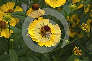 Common sneezeweed (Helenium autumnale)