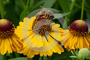 Common sneezeweed Helenium autumnale, with honeybee photo