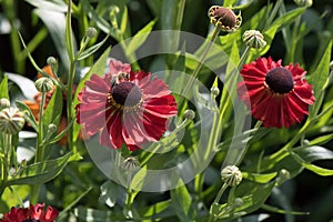 Common sneezeweed Helenium Moerheim Beauty, brown-red flower