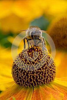Common sneezeweed Helenium autumnale, honeybee close-up photo