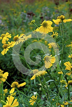 Common Sneezeweed  17047 photo