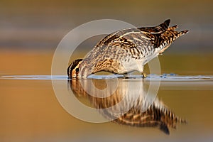 Common snipe