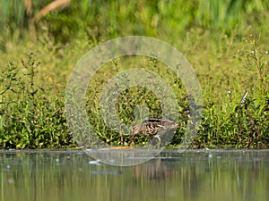 Common Snipe on the baffle of water, against a background of green plants