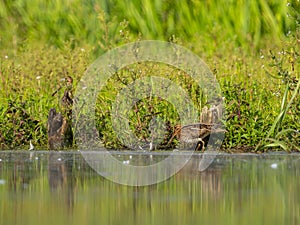 Common Snipe on the baffle of water, against a background of green plants