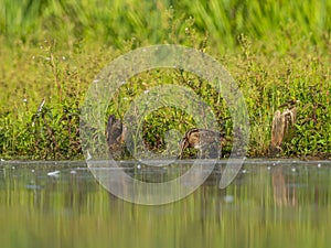 Common Snipe on the baffle of water, against a background of green plants