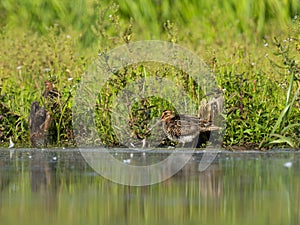 Common Snipe on the baffle of water, against a background of green plants