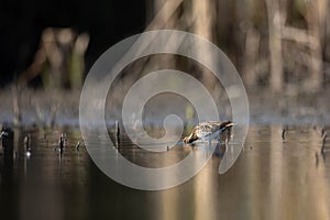 Common snipe bird Gallinago gallinago in the lake swamp natural habitat