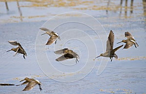 Common snipe bird group A