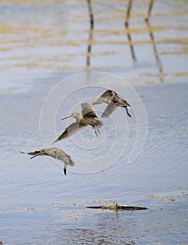 Common snipe bird group C
