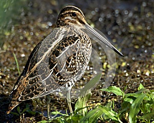 Common Snipe (Capella gallinag