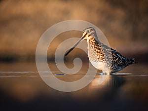 Common snipe with color matching background