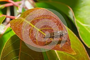 Common snipe fly - Rhagio mystaceus