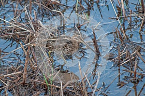 Common snipe camouflaged with background photo