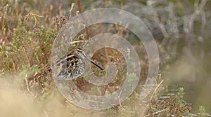 Common Snipe Gallinago gallinago feed the pond. photo