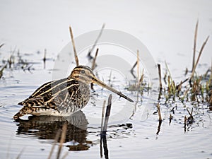 Common snipe, Gallinago gallinago