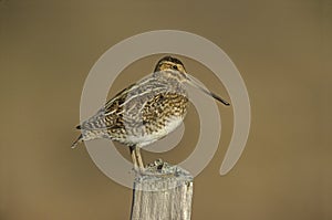 Common snipe, Gallinago gallinago