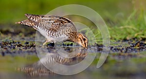 Common Snipe - Gallinago gallinago photo