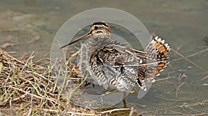 Common Snipe Gallinago gallinago feed the pond.