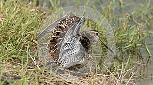 Common Snipe Gallinago gallinago feed the pond. photo