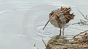 Common Snipe Gallinago gallinago feed the pond. photo