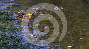 Common snipe, gallinago gallinago, Geneva, Switzerland photo