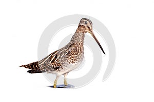 Common Snipe (Gallinago gallinago). photo