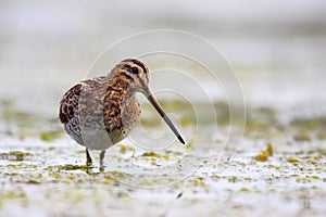 Common Snipe (Gallinago gallinago). photo