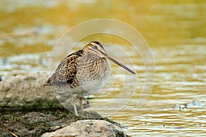 Common Snipe, Gallinago gallinago photo