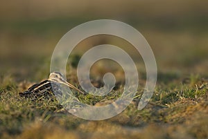 Common Snipe Gallinago gallinago, resting