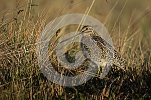 Common snipe, Gallinago gallinago photo