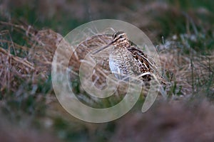 The common snipe - Gallinago gallinago is a small, stocky wader native to the Old World