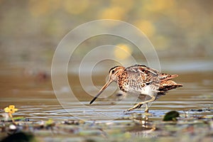 The common snipe Gallinago gallinago to clean the shores of a shallow lagoon near the pond. Water bird with yellow flowers in