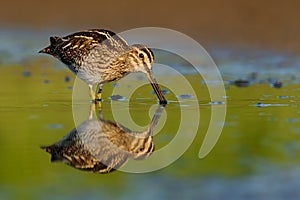 Common Snipe - Gallinago gallinago wader feeding in the green water, lake photo