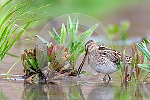 Common Snipe - Gallinago gallinago wader feeding in the water