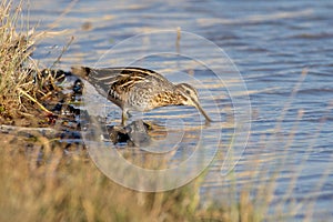 Common snipe Gallinago gallinago wading in the waters at sunset