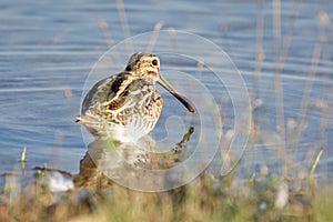 Common snipe Gallinago gallinago wading in the waters at sunset