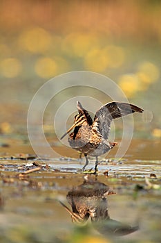 The common snipe Gallinago gallinago walking blossom lagoon. A common snipe with i stretches and with outstretched wings stands