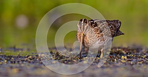 Common Snipe - Gallinago gallinago - at the wetland photo