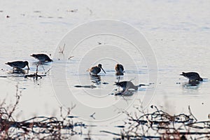 Common Snipe Gallinago gallinago group of birds in water