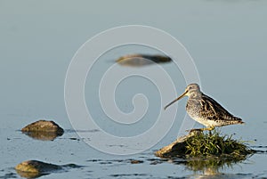 Common Snipe Gallinago gallinago photo