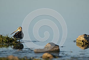 Common Snipe Gallinago gallinago photo