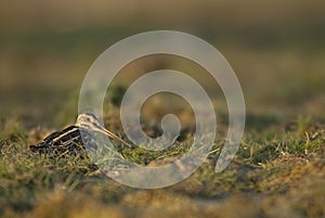 Common Snipe Gallinago gallinago, resting photo