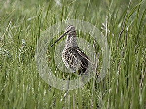 Common snipe, Gallinago gallinago photo