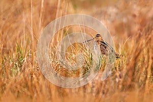 Common snipe, Gallinago gallinago, stocky wader native in Europe, hidden in the grass. Snipe on the meadow in Brdy mountain, Czech photo