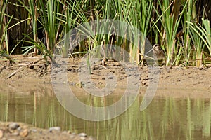 Common Snipe hiding in reeds