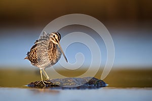 Common snipe on lookout duty