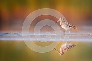 Common snipe with reflection and colorful background