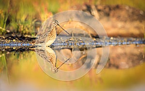 Common snipe with reflection in water