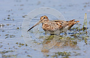 Common snipe in swamp